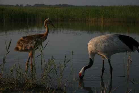 [组图]丹顶鹤妈妈