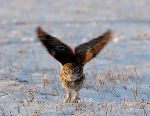 纵纹腹小鸮 VS 猛鸮