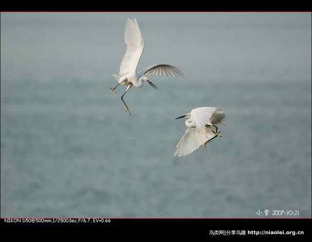 黑琵白琵之爱情无国界