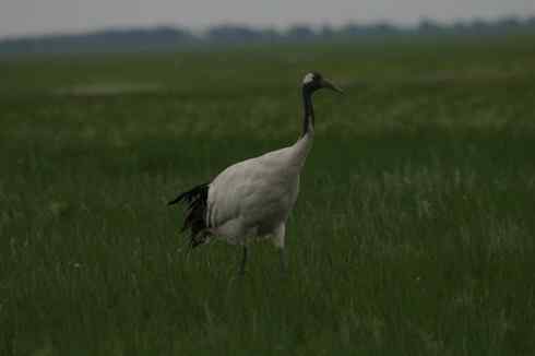 一组丹顶鹤摄影