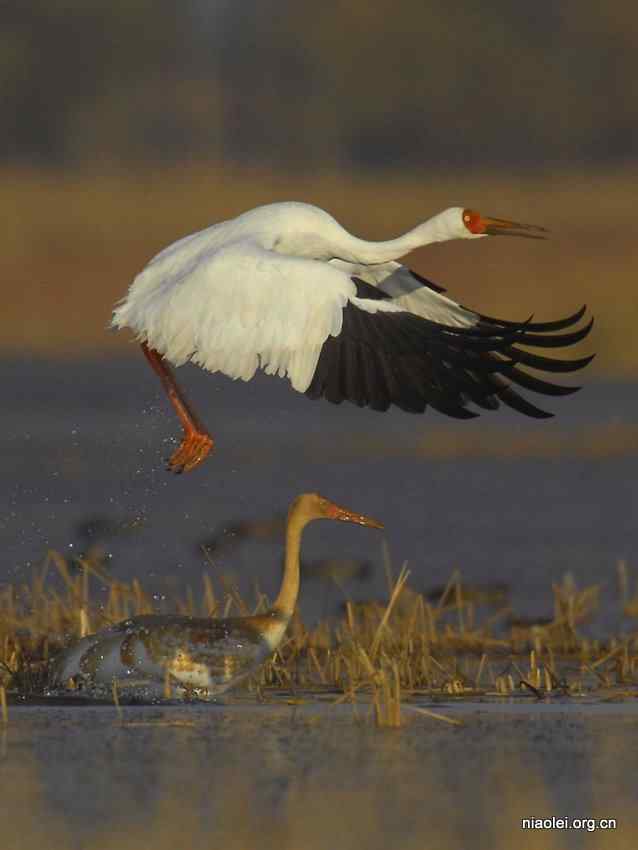 日本记者访问鄱阳湖和升
