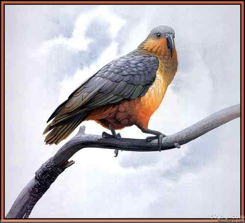 世界灭绝动物画像大全