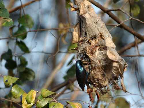 太阳鸟和啄花鸟的袋状悬吊巢