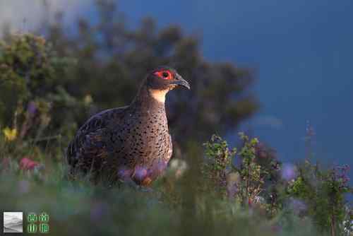 四川雉鹑的美丽身姿