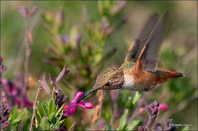 20张最美丽的蜂鸟图片