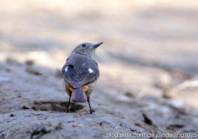 北京天坛公园的鸟类——雌性北红尾鸲（7）