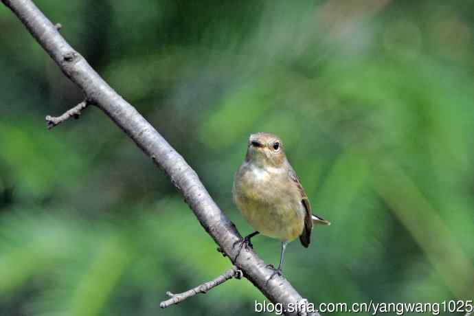 秋天的红喉姬鹟(8) 秋天的红喉姬鹟(8)