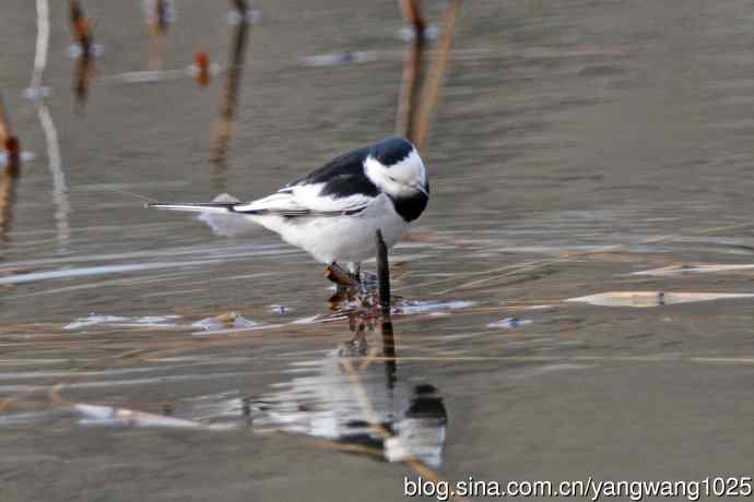 白鹡鸰（2）