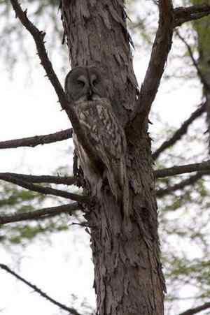 [组图]乌林枭爸爸