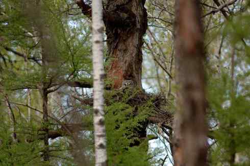 [组图]乌林枭宝宝长大了