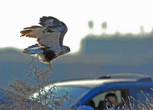 2008，鵟野之冬电视连续剧
