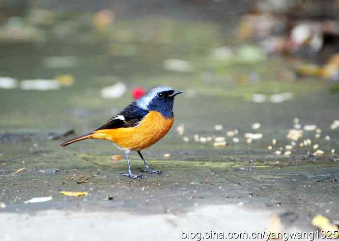 雄性北红尾鸲（5）