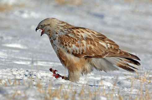 [组图欣赏]毛脚鵟妈妈