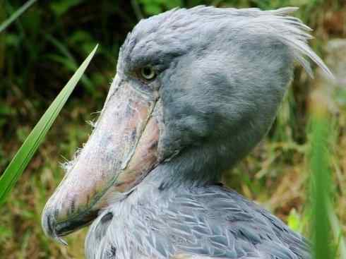 鸟类之最:鲸头鹳