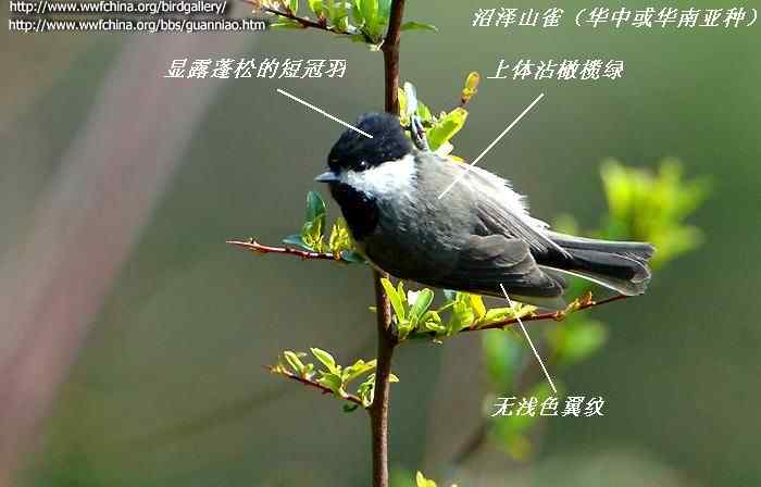 鸟类识别:沼泽山雀和褐头山雀