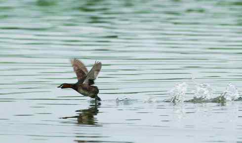 小鸊鷉Little Grebe