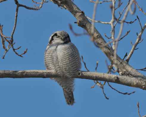 独自歌吟的小猛鸮