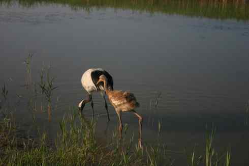 [组图]丹顶鹤三口之家