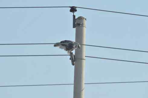 [组图]大庆红旗水库的毛脚鵟