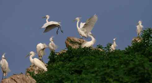 黄嘴白鹭东亚珍稀水禽