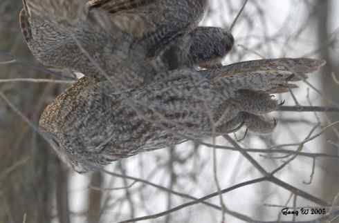 图说乌林鸮的消音器