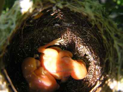 鸟巢幼鸟写真第2辑