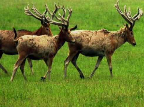 麒麟：传说的兽原型探秘（麋鹿）