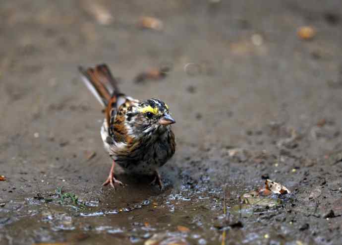 不修边幅（跟踪记录的一只小鸟）1