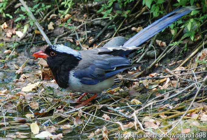 红嘴蓝鹊和它的宝宝