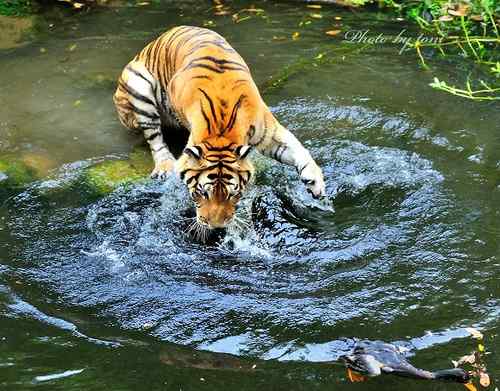 【多图】老虎捕食鸭子！