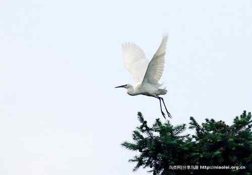 95张鸟儿嬉戏精品图集