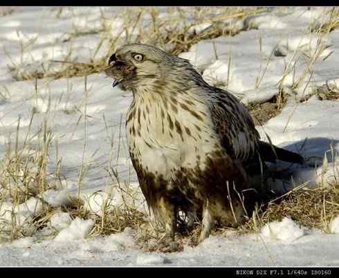 鵟的百变羽色——土灰型