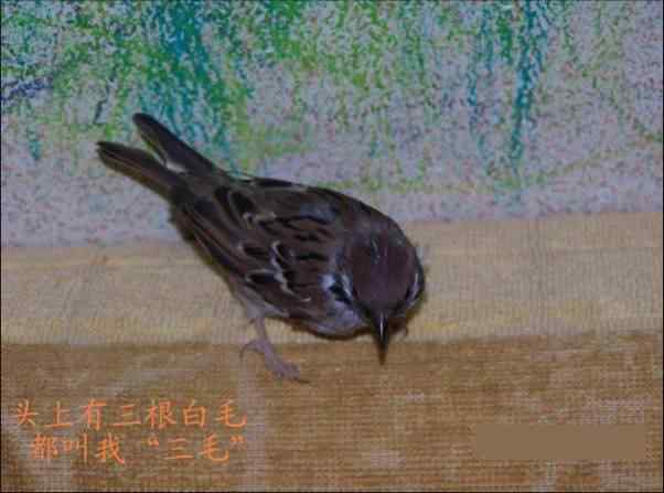 麻雀雏鸟的人工喂养