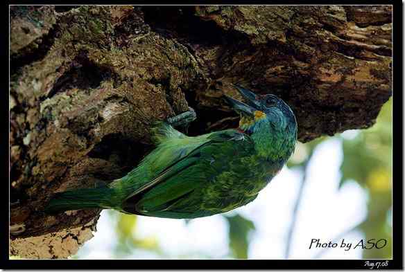 台湾特有鸟类 五色鸟/台湾拟啄木
