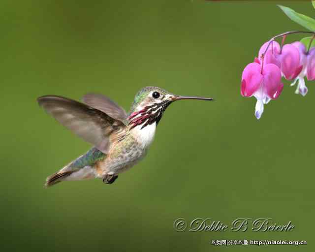 蜂鸟为什么可以停在空中?