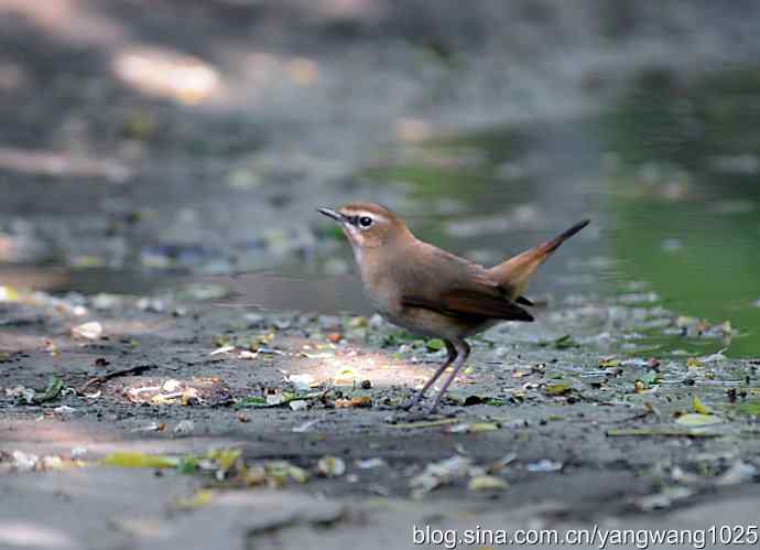 红喉歌鸲 红喉歌鸲
