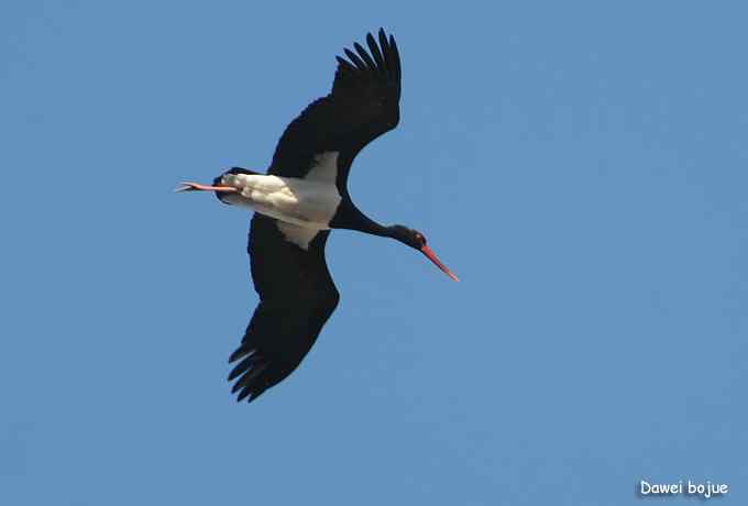 十渡几只鸟 十渡几只鸟