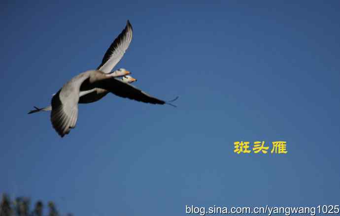 飞 wbr(斑头雁) wbr2 飞 wbr(斑头雁) wbr2