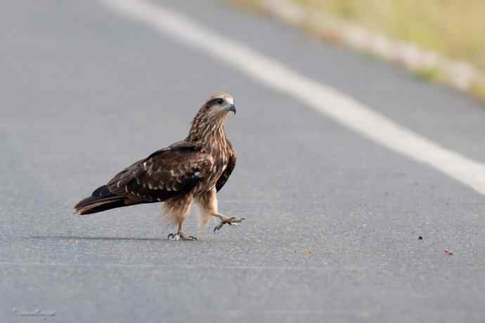 马路天使黑耳鳶