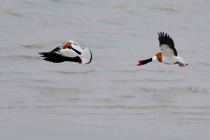 一组争斗的翘鼻麻鸭