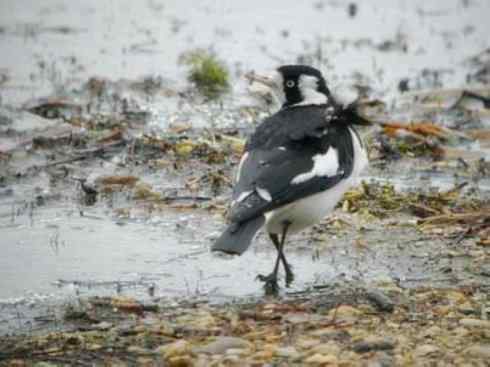雀鸟也彪悍：角斗士（鹊鹨）