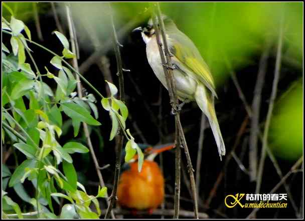 拍鈥湸淠疋澕恰菊掌
