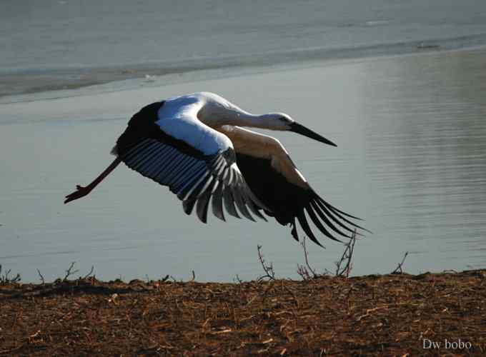 南海子再会白老鹳 南海子再会白老鹳