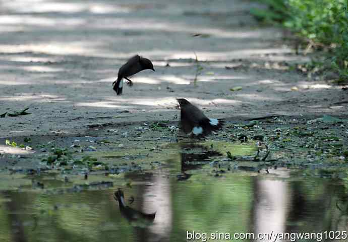 领地之争(记录版) 领地之争(记录版)