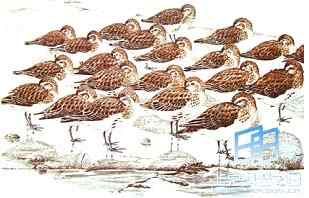 鸟类到底睡不睡觉？