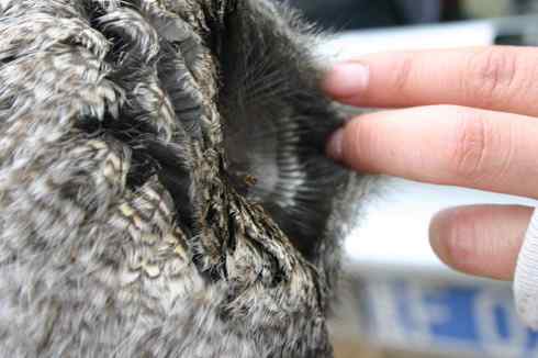 [组图]被老鼠毒死的乌林鸮