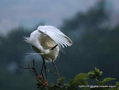 95张鸟儿嬉戏精品图集