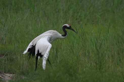 一组丹顶鹤摄影
