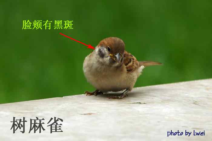 昆明常见鸟类图片