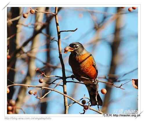 北美知更鸟, American Robin